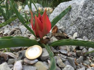 Urform der Tulpe im Historischen Garten (c) Reise Leise