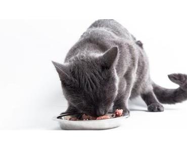 BARFen statt Fertigfutter – Selbstgemachtes, artgerechtes Futter für Katzen
