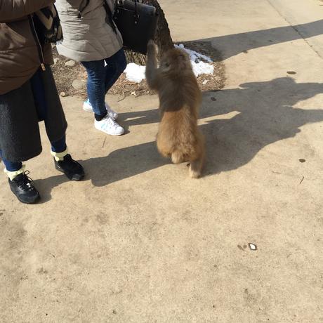 monkey-attack-jigokudani-park