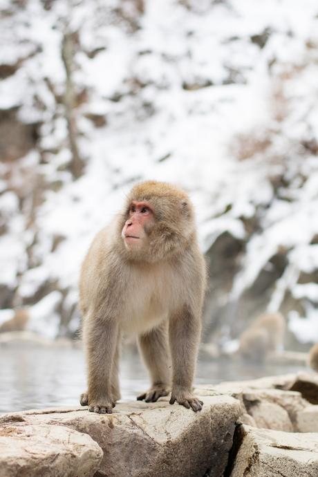 schnee-affen-berg-japan-reisetipp