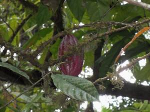 Kakaofrucht an einem Kakaobaum in Costa Rica