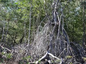 Mangroven-Wurzeln in Nicaragua