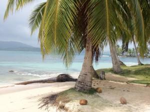 Kokospalmen auf der Insel Diadup in Panama