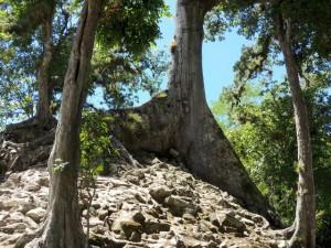 Riesige Wurzeln eines Ceiba-Baums in Honduras