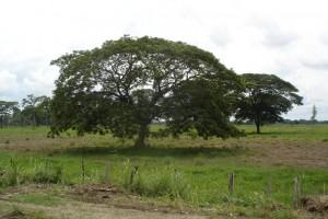 Die Vegetation der Llanos in Venezuela