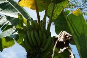 Bananenpalme in Kolumbien