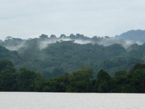 Nebel über dem Regenwald in Panama