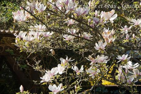 Magnolie und Tulpen