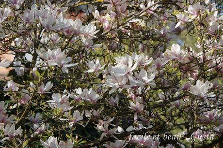 Magnolie und Tulpen