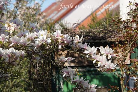 Magnolie und Tulpen