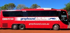 Greyhound Australien