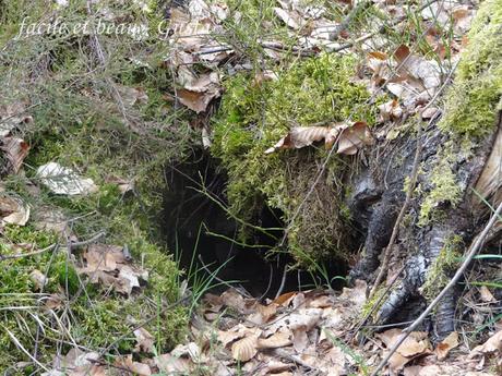 Cam Underfoot #17: Fuchsbau