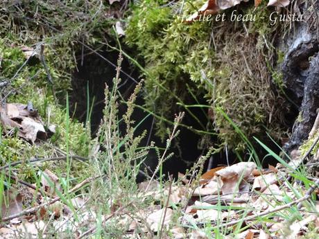 Cam Underfoot #17: Fuchsbau