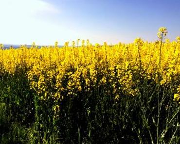 Die Coolen Blogbeiträge #19 im Blütenmeer