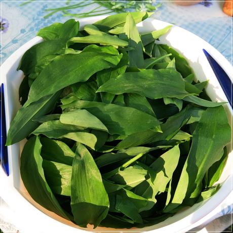noch mal Bärlauch Pesto