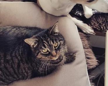 Inka ... mein kleiner Tiger und die Zukunft des Fütterns (+Video!)