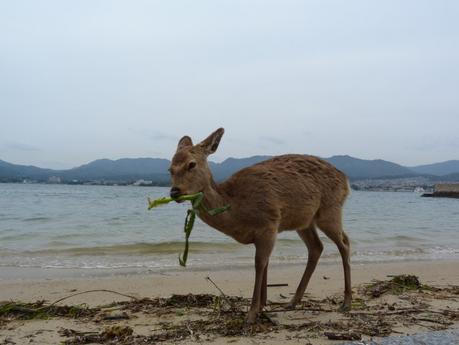 Japanische Woche - Gedanken: Tiere in Japan
