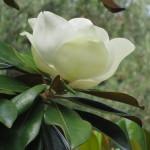 Magnolie grandiflora (2)