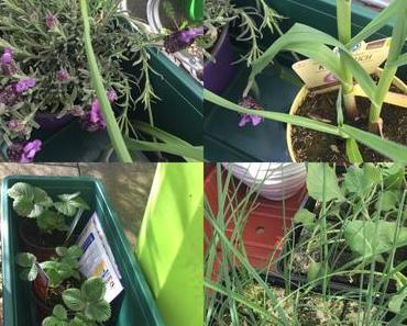 Projekt „Nasch&amp;Relax – Terrasse“ – Aller Anfang ist klein …..