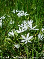 Milchstern - Liliengewächs in den Reben