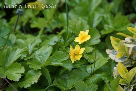 Cam Underfoot #19: Scheinerdbeere Blüten