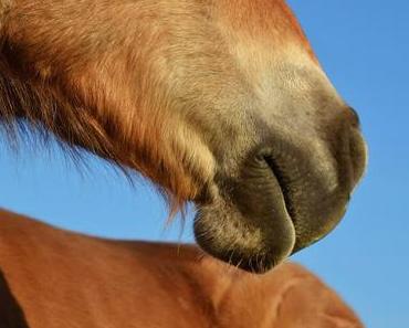 Neues vom Pelzkönig