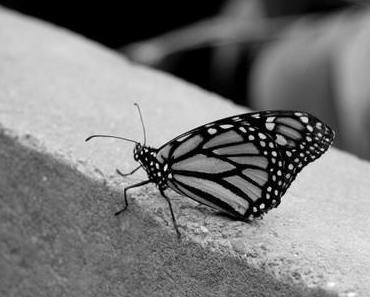 Nachtmusik: Milo Häfliger – Poem of the Butterflies