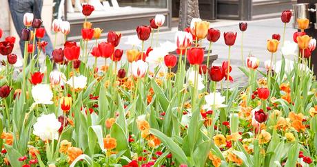 Kuriose Feiertage - 13. Mai - Tag der Tulpen in den USA – der amerikanische National Tulip Day (c) 2016 Sven Giese-1