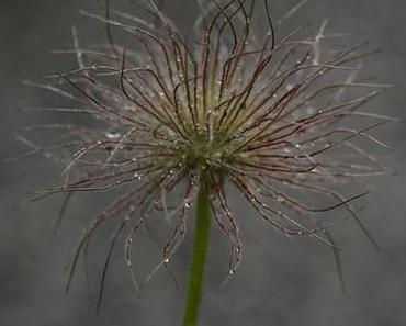 Von den Bauernregeln und der neuen Wetterstation