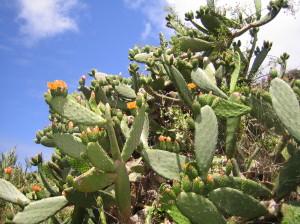 Kaktusfeigen (2)