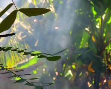 #5 Von Hochzeiten, Kopftüchern und ChapatisKinder wie die...