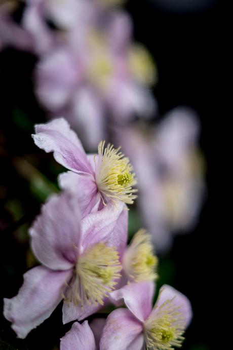 Blog + Fotografie by it's me! | fim.works | Typisch für meinen Garten | rosafarbene Clematisblüten