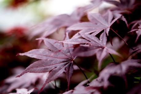 Blog + Fotografie by it's me! | fim.works | Typisch für meinen Garten | Blätter vom roten japanischen Ahorn