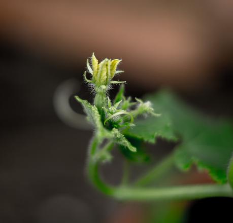 Blog + Fotografie by it's me! | fim.works | Typisch für meinen Garten | Blüte einer Gurkenpflanze