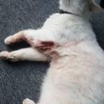 „Wir müssen zum Tierarzt“