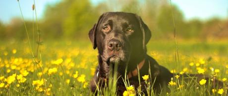 Labrador Blumenwiese