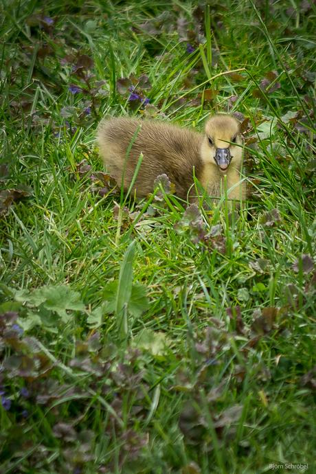 Wieder zu Gast bei den Gänsen.