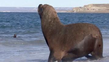 Patagoniens Küstenbewohner