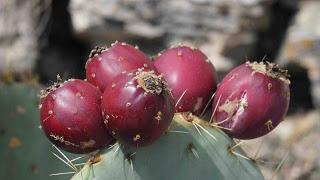 Foto mit Kaktusfeigen | Eine Delikatesse der besonderen Art