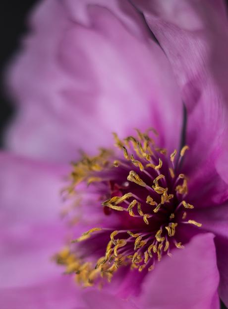 Blog + Fotografie by it's me! | fim.works | Bunt ist die Welt | Blumen | Samenfäden und Stempel einer rosa-fliederfarbenen Bauernpfingstrose