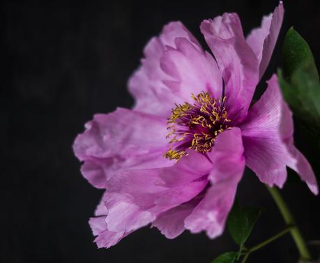 Blog + Fotografie by it's me! | fim.works | Bunt ist die Welt | Blumen | aufgeblühte rosa-fliederfarbene Bauernpfingstrose vor Schwarz