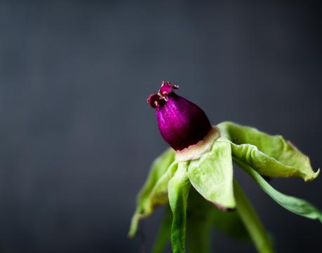 Blog + Fotografie by it's me! | fim.works | Bunt ist die Welt | Blumen | verblühte  rosa-fliederfarbene Bauernpfingstrose ohne Blätter