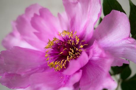 Blog + Fotografie by it's me! | fim.works | Bunt ist die Welt | Blumen | Samenfäden einer rosa-fliederfarbene Bauernpfingstrose