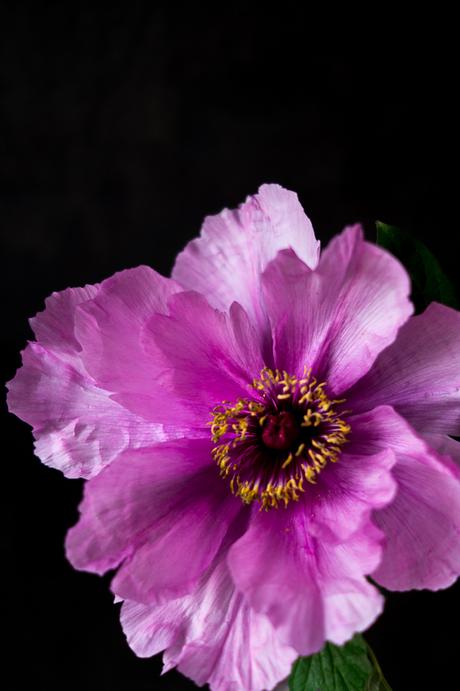 Blog + Fotografie by it's me! | fim.works | Bunt ist die Welt | Blumen | rosa-fliederfarbene Bauernpfingstrose vor schwarzer Wand