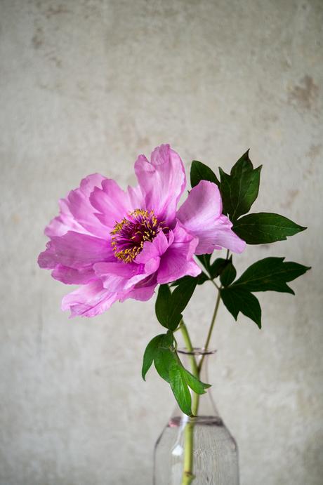 Blog + Fotografie by it's me! | fim.works | Bunt ist die Welt | Blumen | rosa-fliederfarbene Bauernpfingstrose in einer blassrosa Vase