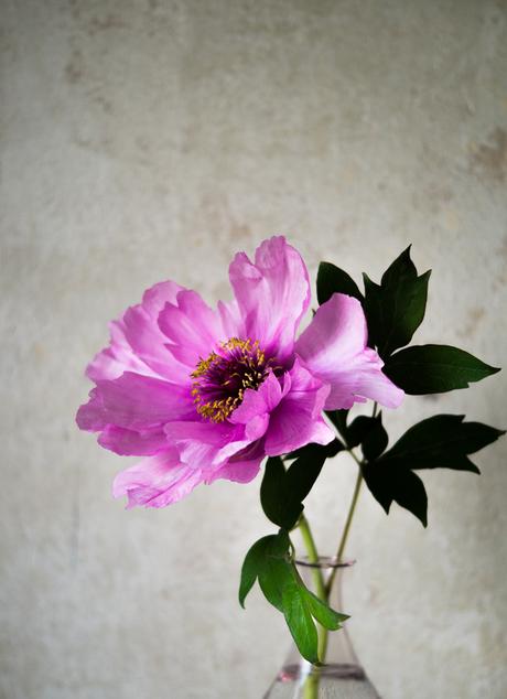 Blog + Fotografie by it's me! | fim.works | Bunt ist die Welt | Blumen | rosa-fliederfarbene Bauernpfingstrose vor roh verputzter Wand