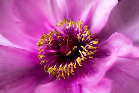 Blog + Fotografie by it's me! | fim.works | Bunt ist die Welt  Blumen | Makro eines Stempels einer rosa-fliederfarbene Bauernpfingstrose