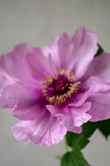 Blog + Fotografie by it's me! | fim.works | Bunt ist die Welt | Blumen | romantische Aufnahme einer rosa-fliederfarbenen Bauernpfingstrose