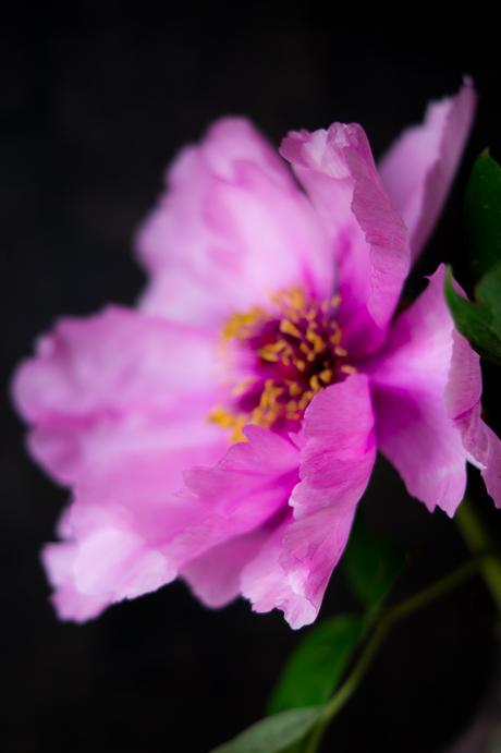 Blog + Fotografie by it's me! | fim.works | Bunt ist die Welt | Blumen | Blütenblat einer rosa-fliederfarbenen Bauernpfingstrose