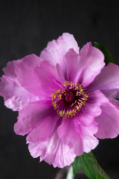 Blog + Fotografie by it's me! | fim.works | Bunt ist die Welt | Blumen | rosa-fliederfarbene Bauernpfingstrose vor dunklem Hintergrund